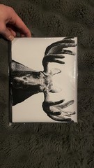 8×10 Moose portrait