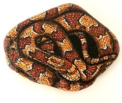 Corn Snake Hand Painted Rock Art – Realistic Wildlife Garden Decor – amylenore
