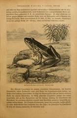 Josef Fleischmann (Illustrator / Brehm’s „Life of Animals“) watercolor, c1900(m)