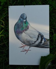 Adoptable Pigeon – Bennett – #5 – OOAK Watercolor Painting – 4×6”, Incl Frame
