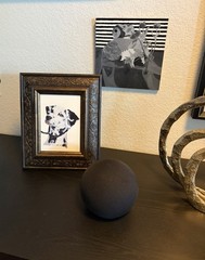 Dalmatian Dog Print