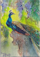Peacock 5- resting on rock, flowers in background 7″x5″ matted Original art $50