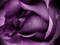 SUN-Shine Purple Rose Pattern Oil Painting Framed Canvas Prints for Home Kitchen