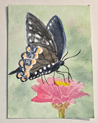 ACEO Original Watercolor Butterfly & Flower Signed Theresa Twohig 2026