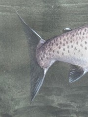 Sporting Painting Sea Trout Nearly Hooked The Silver Zulu Fly By Roger McPhail