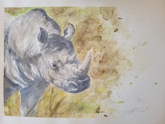 18×24 Rhino watercolor painting