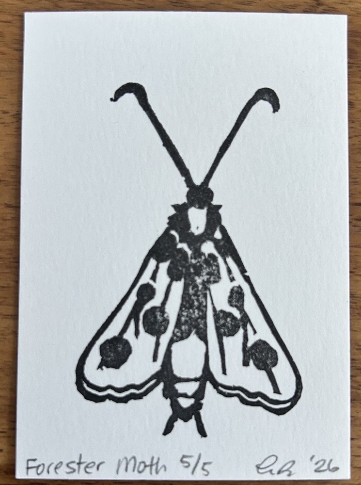 aceo original art by Emily Beck, Forester Moth 5/5, linocut insect art, 3.5×25″