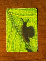 ACEO ORIGINAL art card, Leaf Snail Shadow, Mixed Media Card