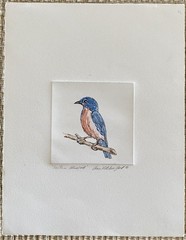 Original Eastern Bluebird Bird Watercolor Painting Fran Ritchie Yost
