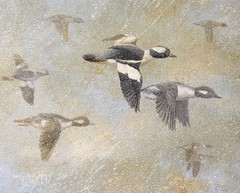 Barry Kent MacKay Original Bird Art Painting Bufflehead Ducks, Signed, Unframed