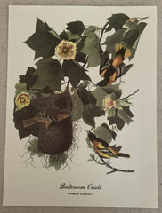 18 Best Loved Bird Paintings Prints By Audubon In Original Envelope – Missing 1
