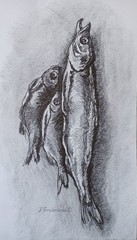 Fish Graphics Original Art Impression Paper Pensil Painting 16 x 8 in