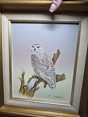 Vintage Snow Owl On Canvas Wildlife Painting Still Life C Carson 8×10 Serigraph