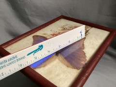 Vntg 1950’s Real Iridescent Blue Morpho Diedus Butterfly Original Bamboo Frame