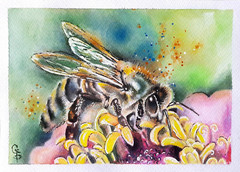 Bee Painting Pink Flower Insect Original Watercolor Collectible Art Ginna Paola