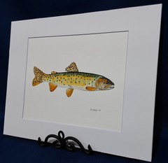 Bonneville Trout Original watercolor 8″x10″ in 11″x14″ acid free matt