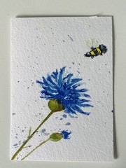 Original ACEO Watercolor Blue Cornflower & Bumblebee Painting by OnceAgainColor