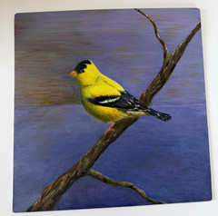 Estate Owned Hobby Artist Acrylic Gold Finch Bird Painting 11×11 on Birch Panel