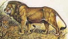 Hand Miniature Painting Of Lion Handmade Wildlife Art On Silk 8.5×6.5 Inches