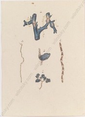 „Anatomical Study“ by Johann Daniel Hartmann (1793-1862) Watercolor, 19th c. (1)