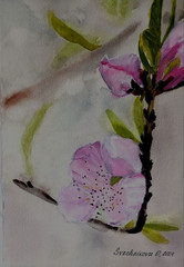 original watercolor painting gorgeous pink flowers blossom branch in bokeh style