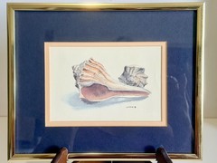 Original Watercolor Seashell Painting Signed Lukovic Framed Coastal Beach Art