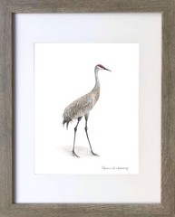 Sandhill Crane 01 – 8″x10″ Giclee Print of Hand-Painted Watercolor, Unframed