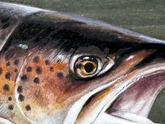 Sporting Painting Sea Trout Nearly Hooked The Silver Zulu Fly By Roger McPhail