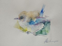 Fairy Wren, Birds, Watercolor artwork, Handmade, Original painting on paper