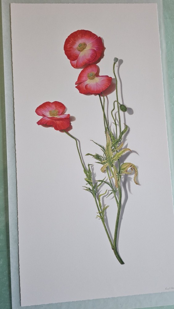 Stem Drawing Red Poppy No. 1 – David Morrison – 2025 – Pencil On Paper