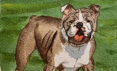 Made to order original watercolor painting of English or French Bulldog Dog pet
