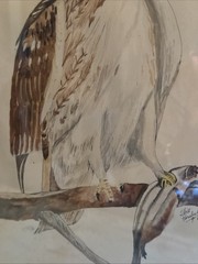 Vtg Bird Art Painting American Hawk Signed Neil Parchall 1976 Framed