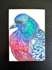 Pigeon ACEO Original Art Trading Card Signed by Artist Brand New One of a Kind