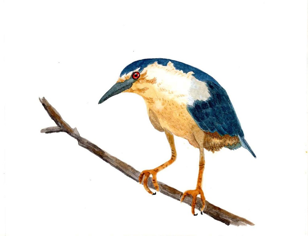 Watercolor, Bird, Night Heron, Original Painting Signed by Debbie Koblinsky