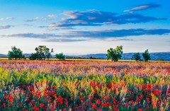 stunning oil painting handpainted on canvas-Wild flowers,Blue Sky