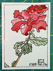 ACEO Painting by M. Hackney Flower Botanical Watercolor & Ink, Signed, 2.5×3.5″