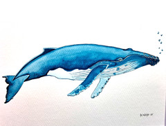 Humpback Whale Original watercolor 8″x10″ in 11×14″ acid free Matt