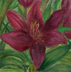 Flower, Dark Red Lily, 4×4 inch mini painting, framed, plein air watercolor art
