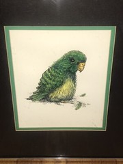 Vintage Green Parrot Ink Watercolor Judi Ann Hostetter TN 13.25×15.25 Framed