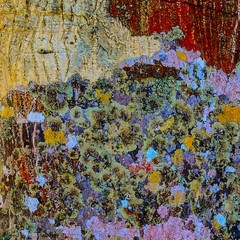 Lichens on Tree 2 – Digital Inkjet Photo Print – 12″ x 12″ with border