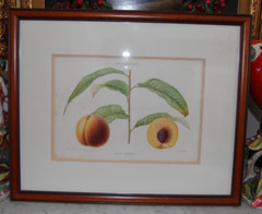 ALFRED RIOCREUX COLORED PEACH ENGRAVING FROM THE MUSEUM FRUIT GARDEN 1862-75 #3