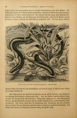 Josef Fleischmann (Illustrator / Brehm’s „Life of Animals“) watercolor, c1900(m)