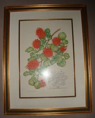 Barbara Jeppe S. African Botanical Watercolor Art work painting Bottlebrush tree
