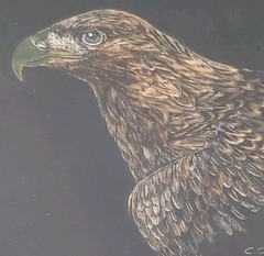 Original Wildlife Scratchboard Art Painting Golden Eagle Bird Portrait Signed