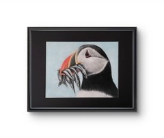 Original Puffin Bird 14 x 11 Pastel Paper Matted Art