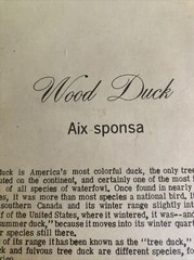 Signed By Richard Sloan Wood Duck (Aix Sponsa) Multicolored Lithograph Sz 15X12