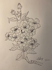 Pen and Ink Drawing Flowers-3 on Canson Mix Media Paper 9×12″