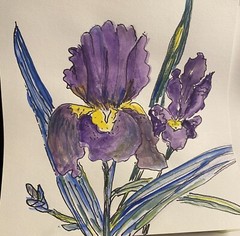Loose Purple Yellow Iris watercolor Painting Orig Signed framed Under Glass 8×8”