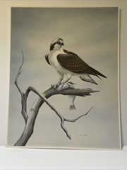 Dave Chapple Painting Bird Fish Realistic Original Large Famous Vintage Listed