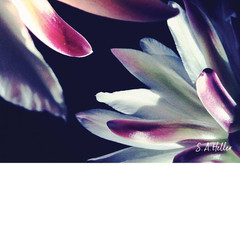 BLOSSOMS TOUCH by Steven A. Heller 1 Piece Unframed Canvas Drawing Print Abstrac